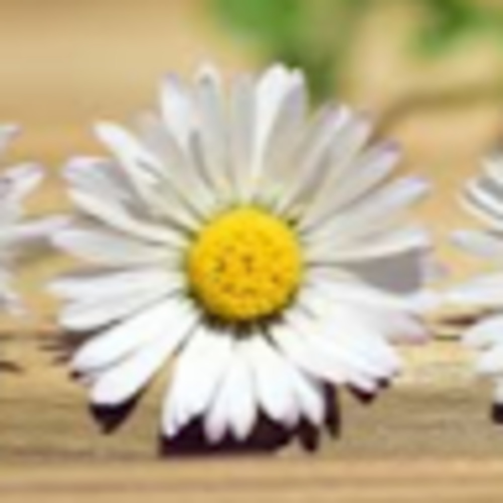 Meet your Posher, Paula